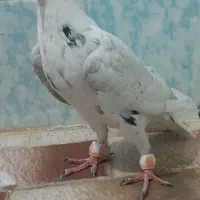 جوونه خوشگل آس