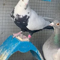 سینه سلیمونی اصله همدان  کبوتر ماده