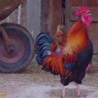 ««‌فروش‌خروس محلی»»