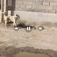 یدونه سگ عراقی ۹ ماه قعله ایی