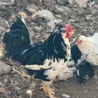 مرغ و خروس گلین|حیوانات مزرعه|ماهدشت, |دیوار