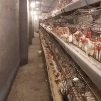 تخم مرغ درب مرغداری