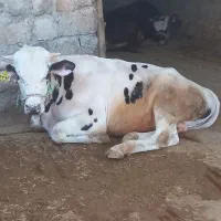 گاو نر 300کیلویی|حیوانات مزرعه|مهران (ایلام), |دیوار