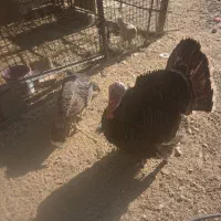 پرندگان|پرنده|رودخانه, |دیوار