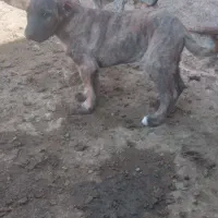 توله سگ افغان