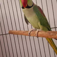 شاه طوطی سخنگو