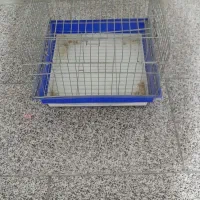 ۲ عددقفس خرگوش وعروس