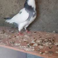 پشتار سبز