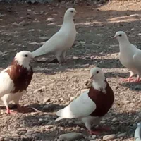 انواع کبوتر نمونه دیگر خواست به هم بگو