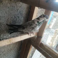 کبوتر هوایی|پرنده|شاهرود, |دیوار