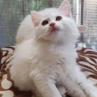 گربه خانگی دوماهه|گربه|بهشهر, |دیوار