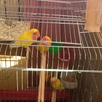 طوطی برزیلی