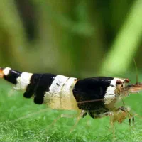 میگو بلک کریستال و آکواریوم