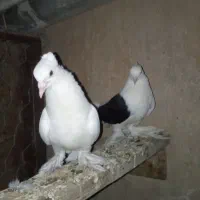 کبوتر خوب|پرنده|خورموج, |دیوار