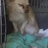 سگ آپارتمانی|سگ|آستانه اشرفیه, |دیوار