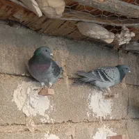 فروش کبوتر مسافتی