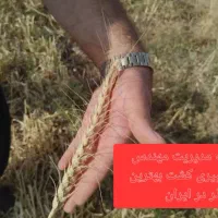 گندم ابی روسیه|خدمات باغبانی و درختکاری|گل تپه, |دیوار