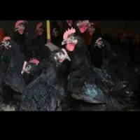 مرغ و خروس سیاه وسفید جهت قربانی|حیوانات مزرعه|مشهد, عامل|دیوار