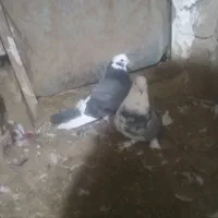 کبوتر غریب گیر