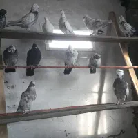 کفتر(کبوتر)