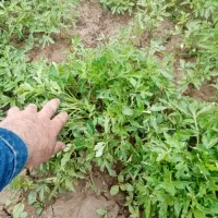 نشا گوجه|خدمات باغبانی و درختکاری|میاندوآب, |دیوار