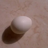 تخم عروس هلندی لتینو و آهویی  ۴ عدد