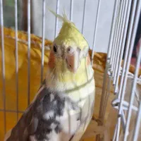 عروس هلندی نر سخنگو|پرنده|کوچصفهان, |دیوار