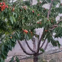 فروش منزل ویلایی