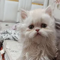 واگذاری گربه پرشین چین چیلا|گربه|اصفهان, مرداویج|دیوار