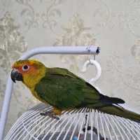 طوطی خورشیدی نر
