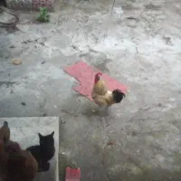 خروس بالغ سرحال