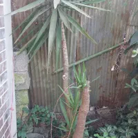 گل سانس|گل و گیاه طبیعی|کومله, |دیوار