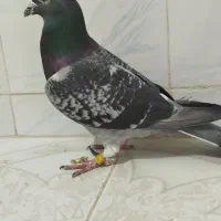 یک پلاکی غریب...