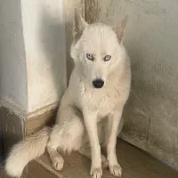 سگ هاسکی سیبرین اصیل چشم آبی