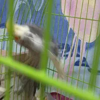 عروس هلندی یک ونیم ماهه