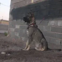 واگذاری توله نر و ماده سرابی اصیل