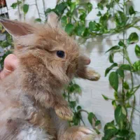 خرگوش لپ|موش و خرگوش|بروجرد, |دیوار