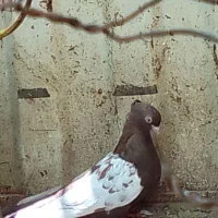 یک جفت سینه سه تومن سینه مشکی ماده وکله سیاه ماده