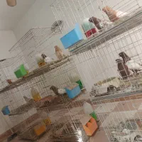 کبوتر|پرنده|قزوین, |دیوار