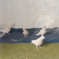 کفتر زرد همه باهم