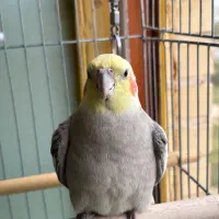 عروس هلندی سخنگو