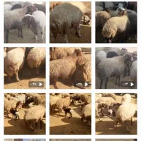 گله میش و بره ..گوسفند ابستن