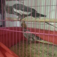 عروس هلندی با قفس