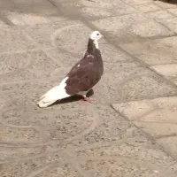 کبوتر شازده سرخ