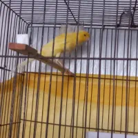 دو عدد قناری نر ویک ماده بفروش می رسد