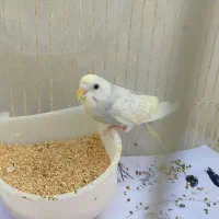 مرغ عشق رینبو ماده