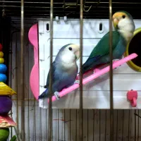 یک جفت کوتوله برزیلی بسیار زیبا و خواستنی|پرنده|مشهد, کوشش|دیوار