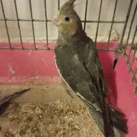 فروش عروس هلندی|پرنده|تبریز, |دیوار