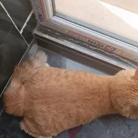 واگذاری گربه|گربه|تهران, پرستار|دیوار