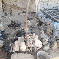 جوجه خزک|حیوانات مزرعه|قرقری, |دیوار